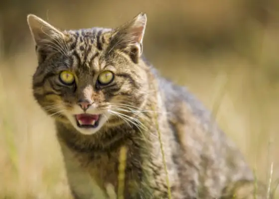 Katt med stort huvud