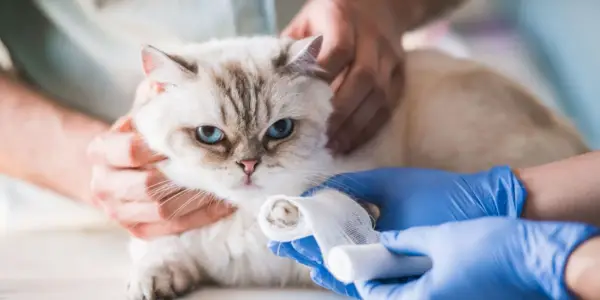 Hoe een kattenwond schoon te maken: stapsgewijze handleiding