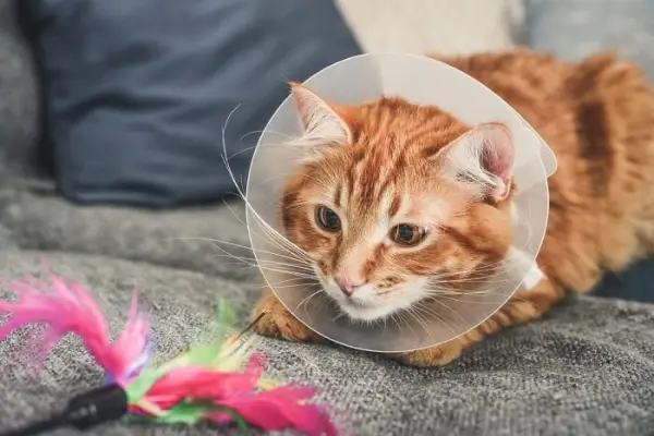 Katze mit elisabethanischem Halsband