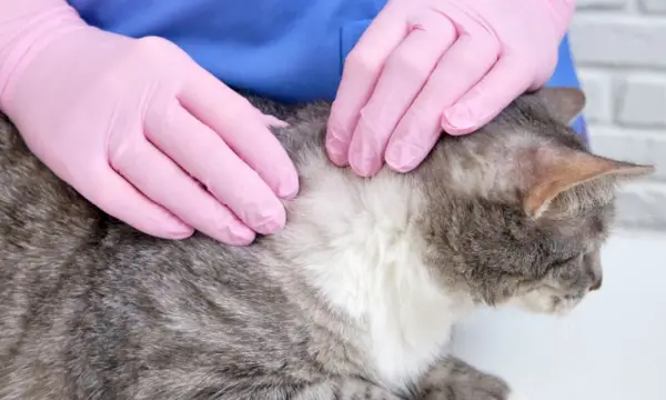 Pessoa manuseando um gato usando luvas de proteção rosa