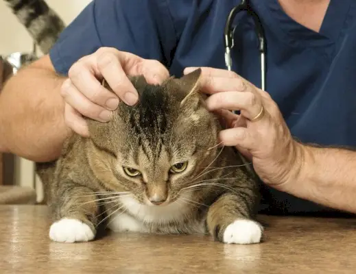 Pessoa inspecionando um gato