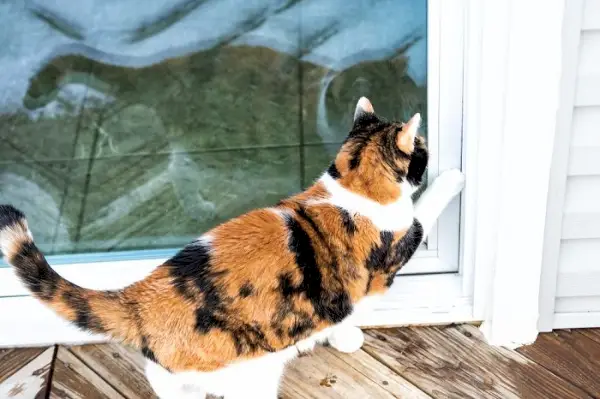 chat piaffe à la porte