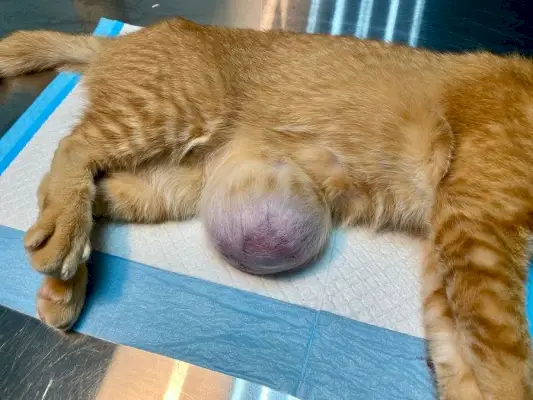 Gato presentado con hernia umbilical