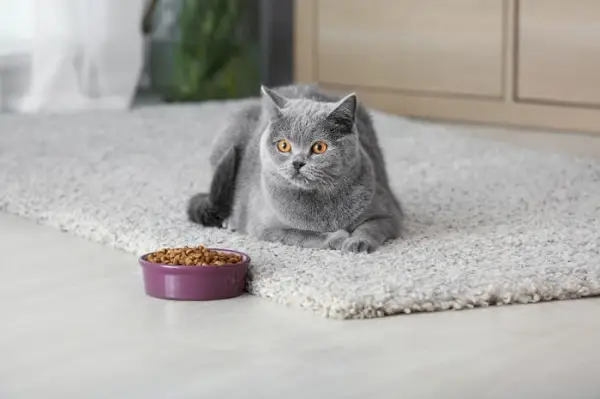 満たされた餌入れの前に横たわる灰色の猫