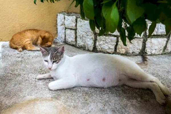 Egy vemhes macska kint alszik, illusztrálja a macska kényelmét és pihenését a terhesség alatt.