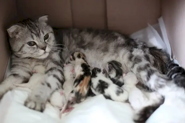 새끼 고양이에게 모유수유를 하는 고양이. 고양이 엄마의 모성적 보살핌과 양육 행동을 강조합니다.