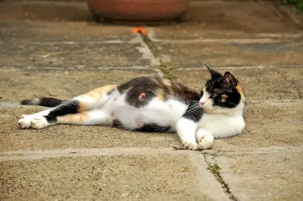 chat enceinte