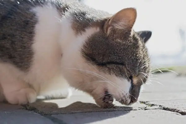 Un chat qui vomit, illustrant un symptôme courant de divers problèmes de santé félins.