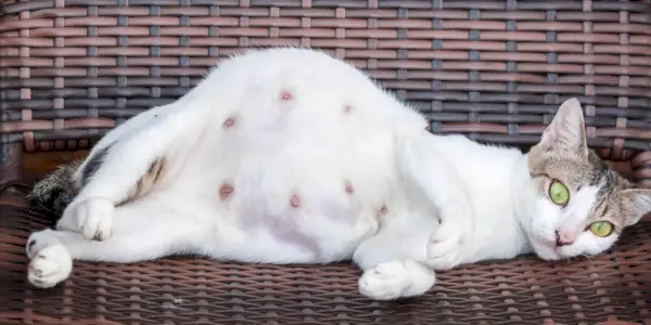 Een zwangere kat, die de fysieke veranderingen en zwangerschap bij katachtige metgezellen laat zien.