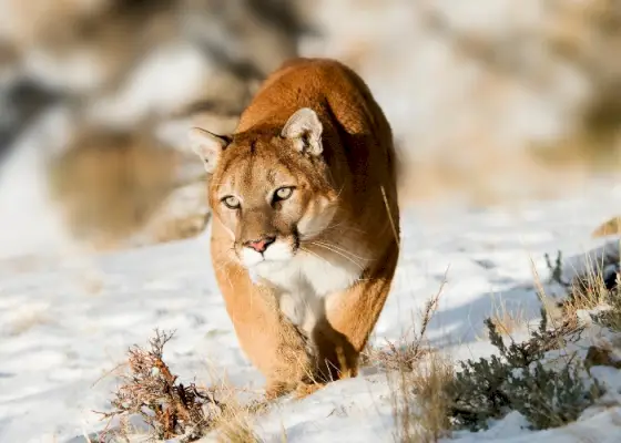 Instantané capturant un lion de montagne au milieu d'un moment de chasse, démontrant la nature féroce et déterminée de ce prédateur suprême.