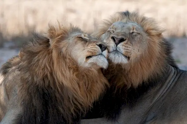 Image inspirante présentant une collection de félins majestueux dans leurs habitats naturels, suscitant la crainte et l'admiration pour ces magnifiques créatures.