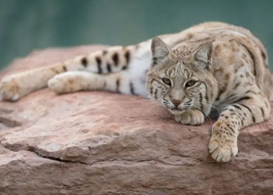 Atsipalaidavęs bobcat, ilsintis savo natūralioje buveinėje, savo elgesyje įkūnijantis laukinio grožio ir ramybės mišinį.