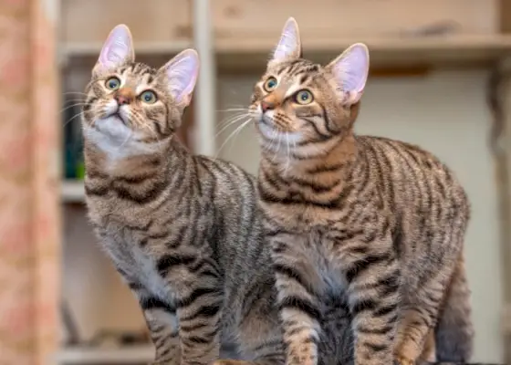 Charmant instantané de deux chats mignons ensemble, rayonnant de camaraderie et de camaraderie, capturant l'essence réconfortante de l'amitié féline.