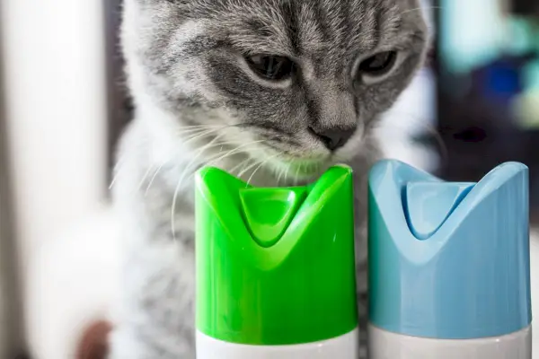 Un chat renifle un cylindre de désodorisant. Deux cylindres à bouchons bleu et vert. Fermer.