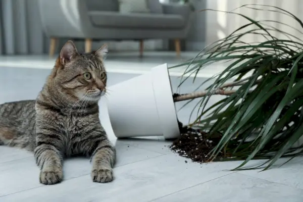 Cómo disciplinar a un gato imagen destacada