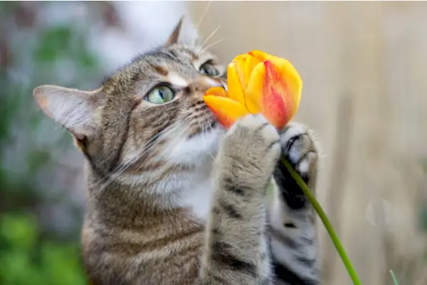 Katt lukter blomst