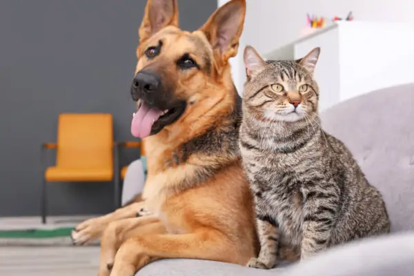 Un perro y un gato juntos, destacando la interacción entre dos especies animales diferentes.