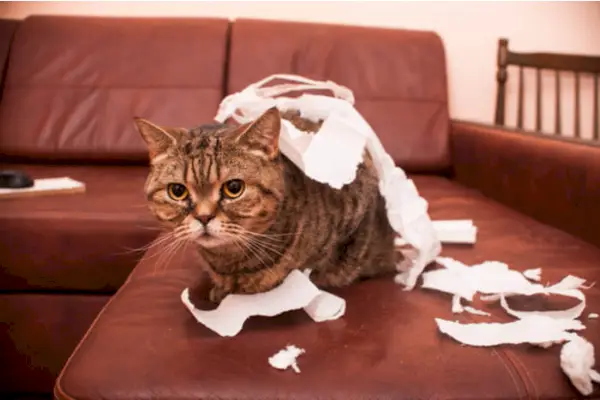 Ejemplo de gato siendo destructivo por aburrimiento