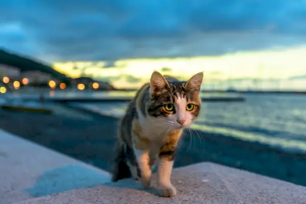 Gato caminando por la noche