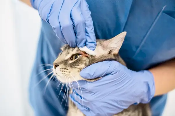 Chat blessé en train d'être nettoyé.