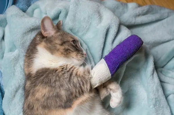 Chat blessé avec un plâtre sur la patte.