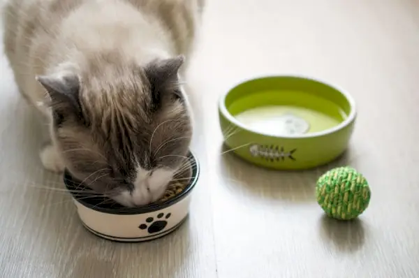 猫のための除去食