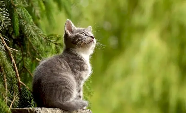 Kan katter være emosjonelle støttedyr?