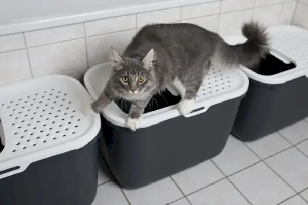 gatinho azul tabby maine coon em pé na caixa de areia para gatos de entrada superior no banheiro