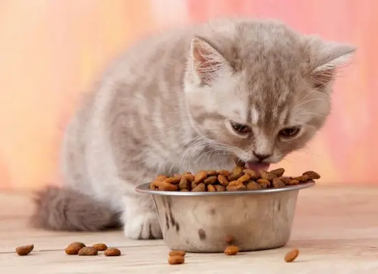 gatito comiendo