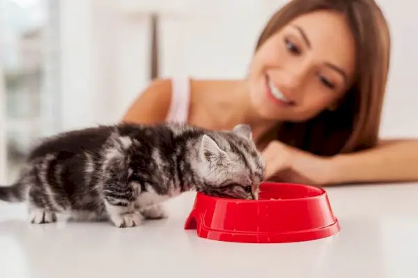 gatito comiendo comida del cuenco