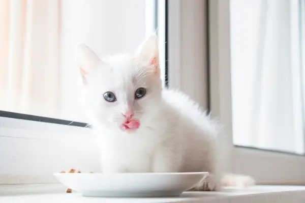 食後になめる白い子猫