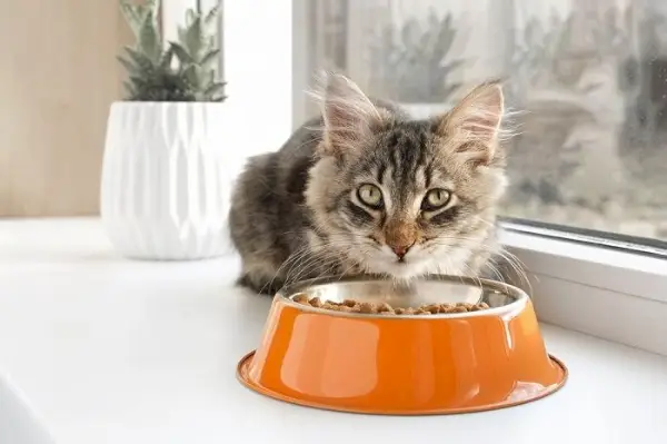 Tabby-Kätzchen frisst aus einer orangefarbenen Schüssel