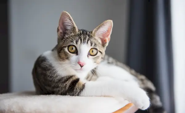 Imagen que captura a un gato en estado de completa relajación.