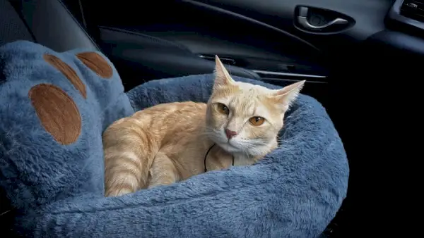 Bild, das eine entspannte Katze in einem Auto zeigt.