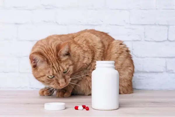 Kedilerde zehirlenmenin yaygın bir nedeni olarak haplara bakan kedi