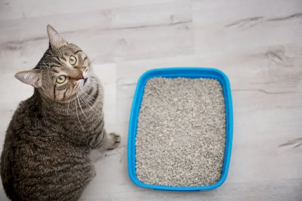 Caja de arena para gatos con taburete