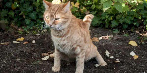 Tabla de heces para gatos aprobada por el veterinario: decodificando la caca de su gato