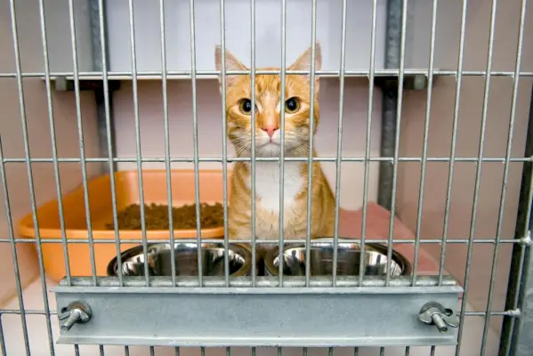 Un gatto è in una gabbia in un rifugio per animali.