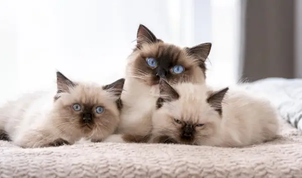 Een ragdoll-moeder en haar twee kittens liggen naast elkaar op een bed.