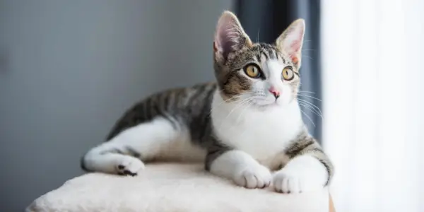 Un gatet tabby es troba en un arbre de gats.