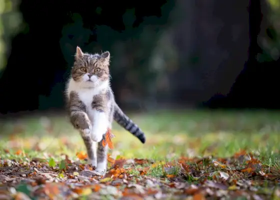 Image énergique capturant un chat tigré en plein sprint.