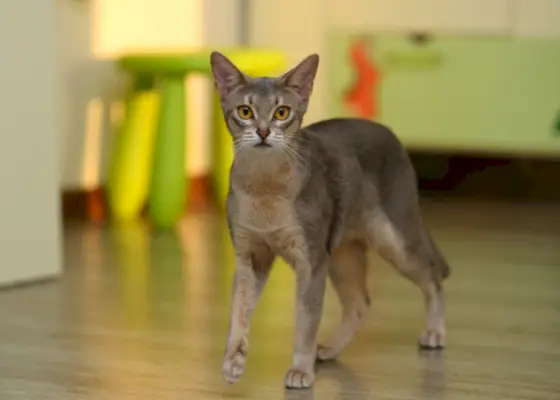 Image saisissante d'un chat abyssin, mettant en valeur son pelage distinctif avec une fourrure tiquetée et des yeux captivants en forme d'amande.