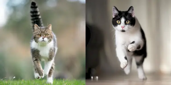 ¿Qué tan rápido puede correr un gato?