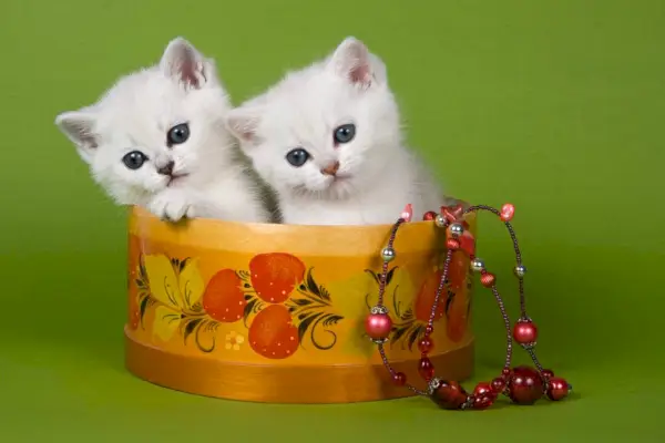 Twee witte pluizige kitten