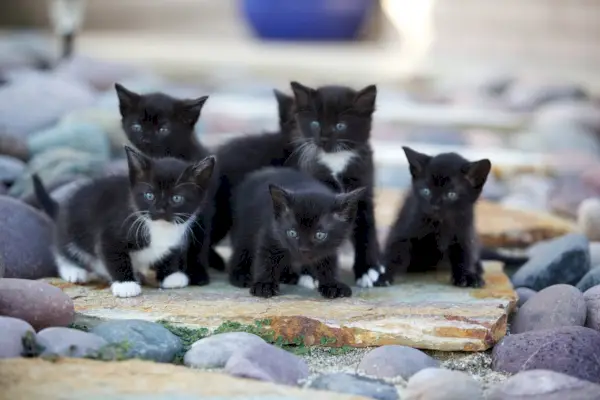 Una camada de gatitos blancos y negros afuera sobre las rocas.