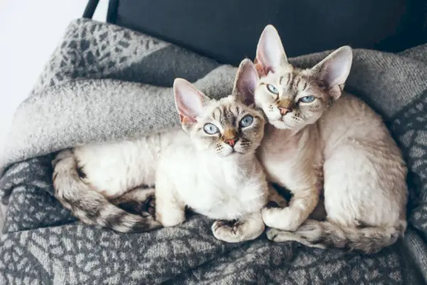 Devon Rex-kittens met blauwe ogen