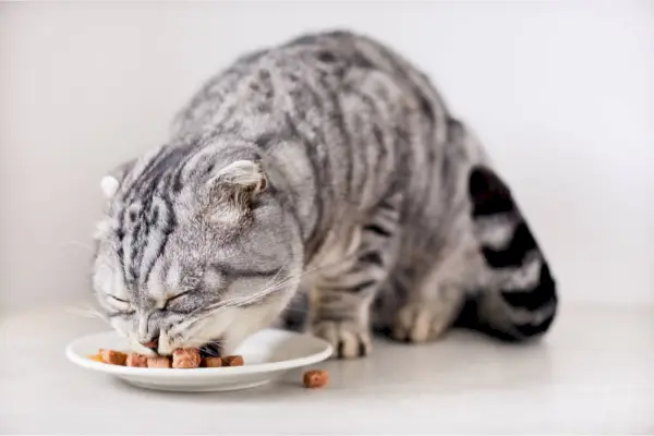 Silver tabby kissa syö märkäruokaa