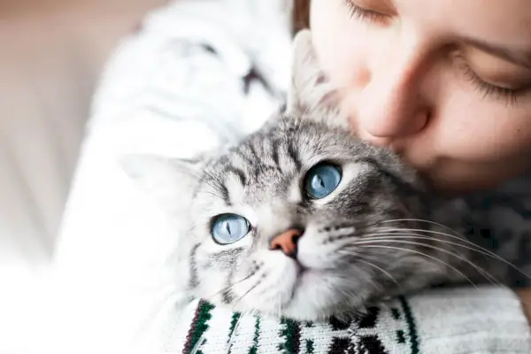 Künstlerische Darstellung einer Katze