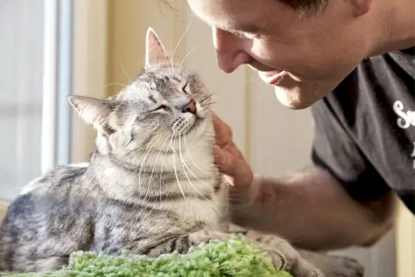 l'uomo strofina il gatto