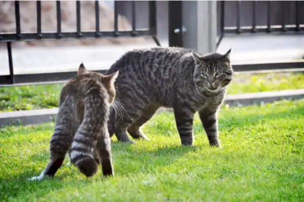 Une image représentant un moment de tension entre deux chats sur une pelouse verte.